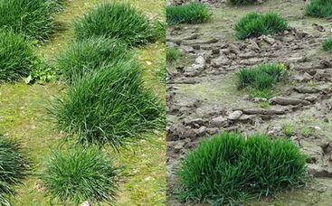 Bestockung ist das Geheimnis für Narbendichte