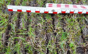 Frühzeitige Nachsaat von Sportrasen