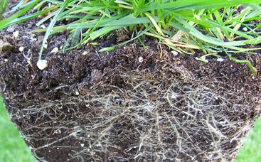 Warum sind die Wurzeln der Gräser so wichtig?