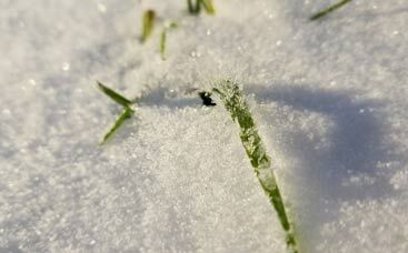 Was macht der Rasen im Winter?