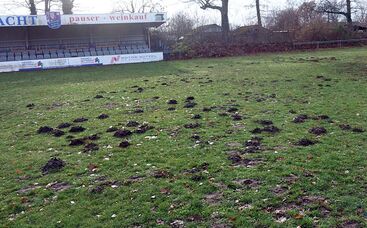 Tipp vom Fachmann: Vergrämung von Maulwürfen durch Duftstoffe