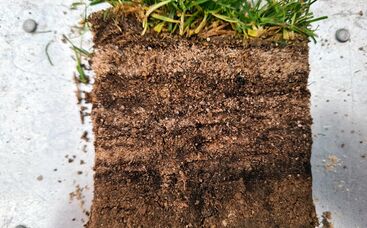 Fachbegriffe kurzgefasst - „Pflegehorizont“ durch Rasenfilz