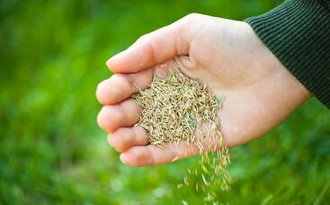 Saatgut-Etikett, was steht drauf?