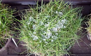 Was erzeugt Winter-Stress für Rasengräser