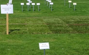 Was leisten die neuen Rasengräser-Sorten?