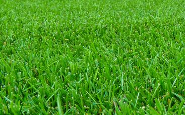 Sportrasenpflege: Maßnahmen im Frühjahr