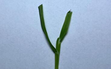 Tipp vom Fachmann: Schnittqualität bei Rasengräsern