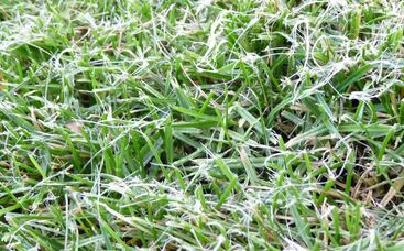 Schnittwirkung auf Gräserwachstum