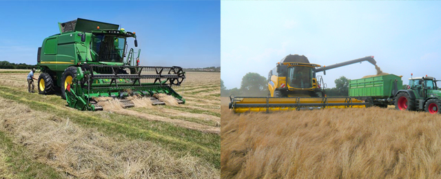 Schwaddrusch bei der Ernte zur Grassamenvermehrung. Foto: Harmen van der Sluis, Barenbrug Abb. 4: Direktdrusch bei der Ernte zur Grassamenvermehrung.